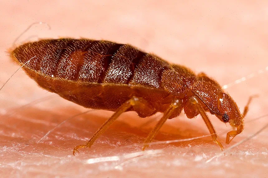 How Often Do Bed Bugs Feed?