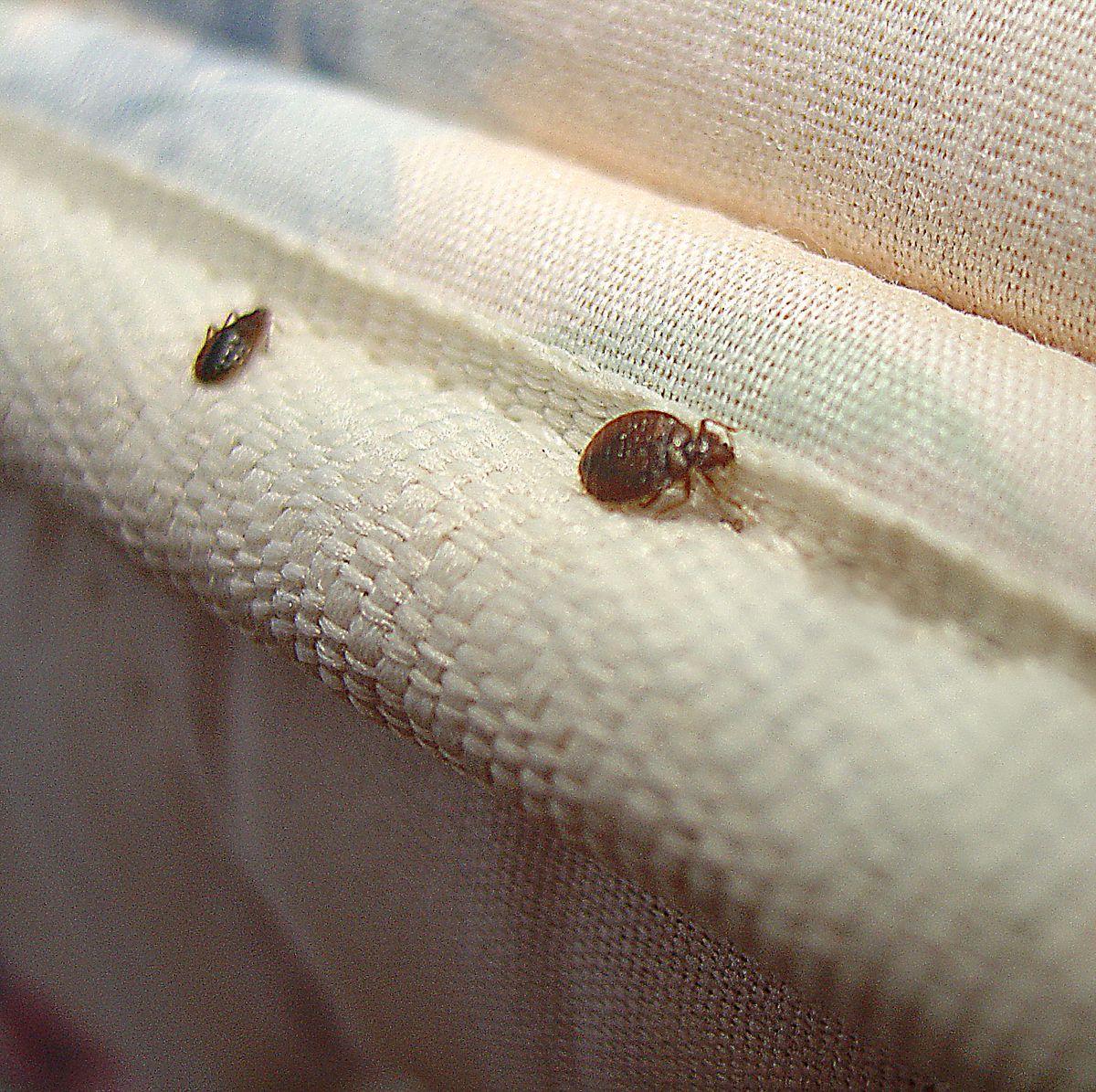 Bed Bug Infestation Facts & Information