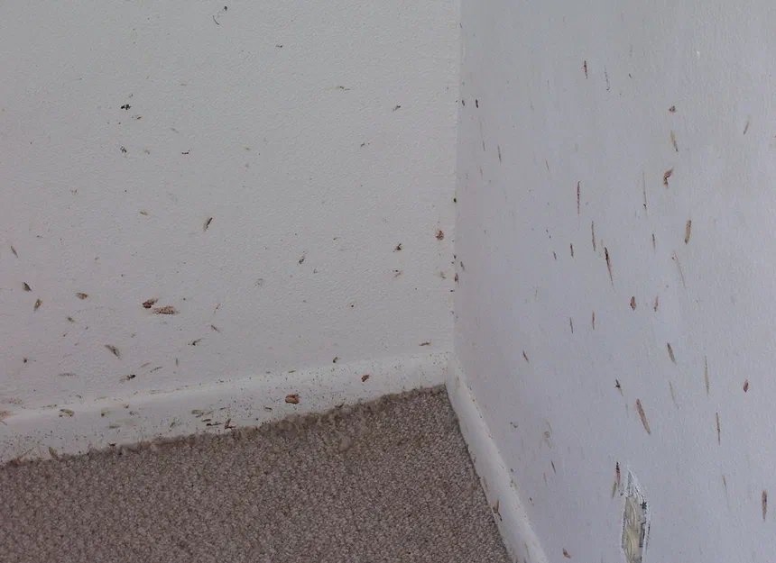 Insects That Look Like Bed Bugs