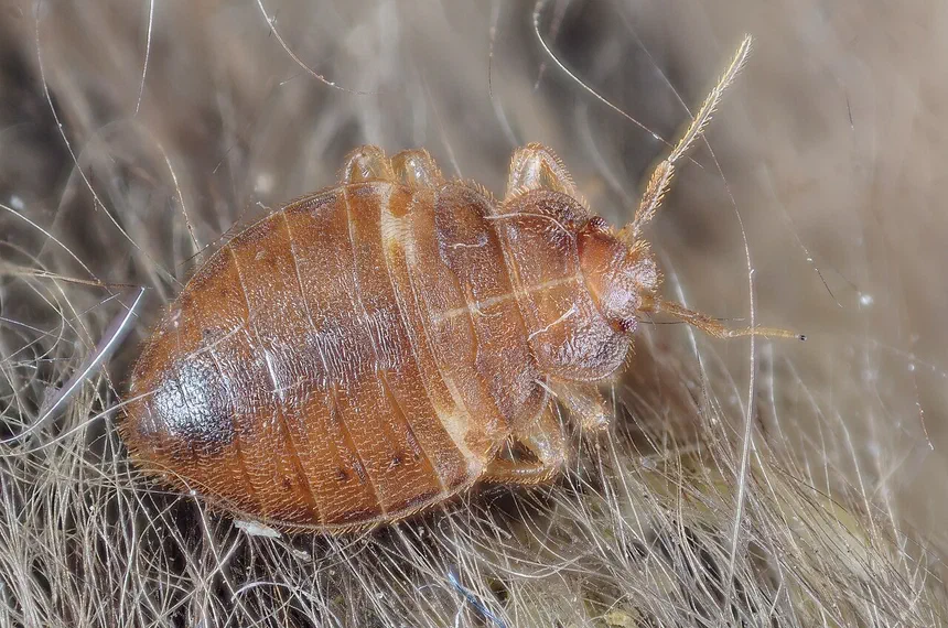 Where Do Bed Bugs Hide?