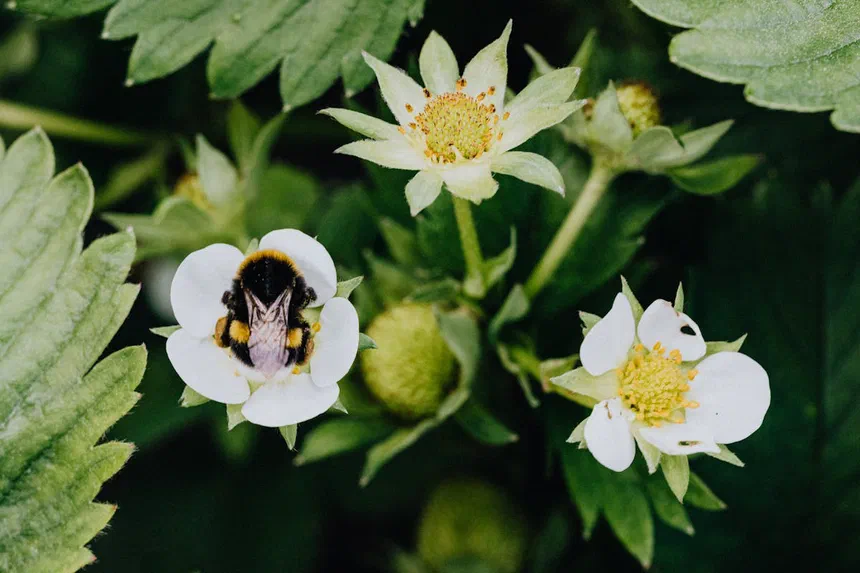 Bumblebees
