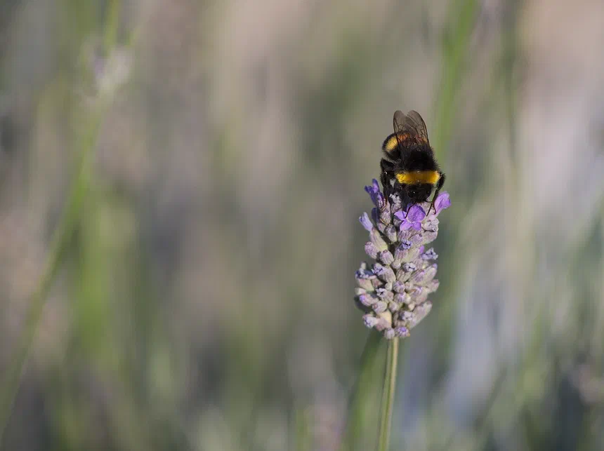 Bumblebees