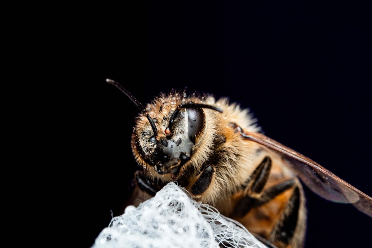 European Honey Bees