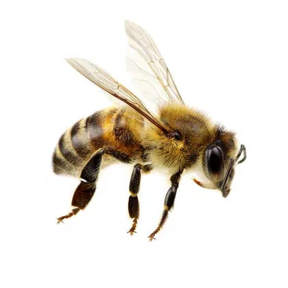Bees