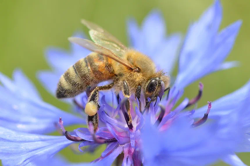 Bees