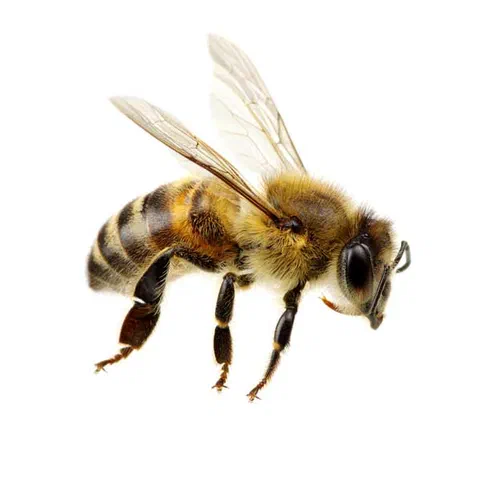 Bees