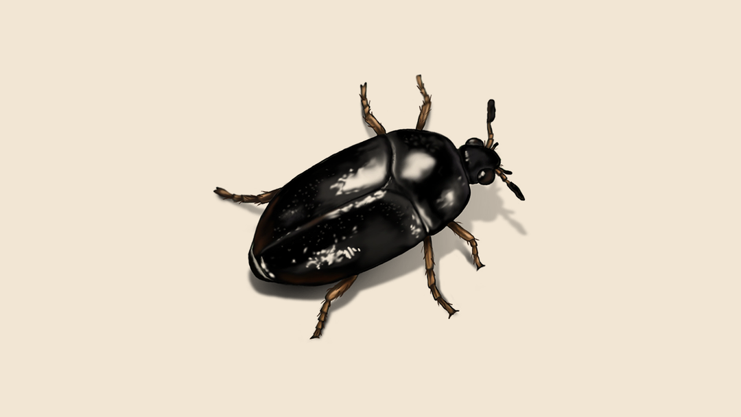 Wood-infesting Beetles
