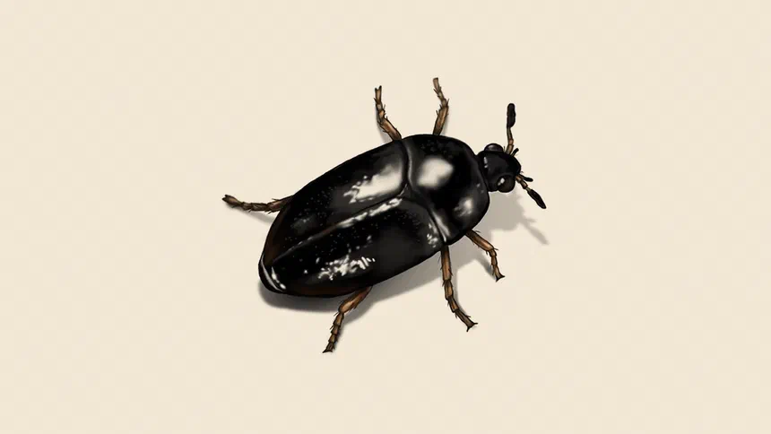 Rove Beetles