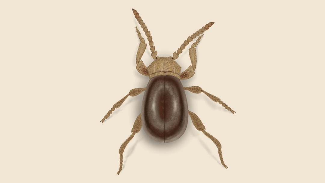 American Spider Beetle Facts & Information