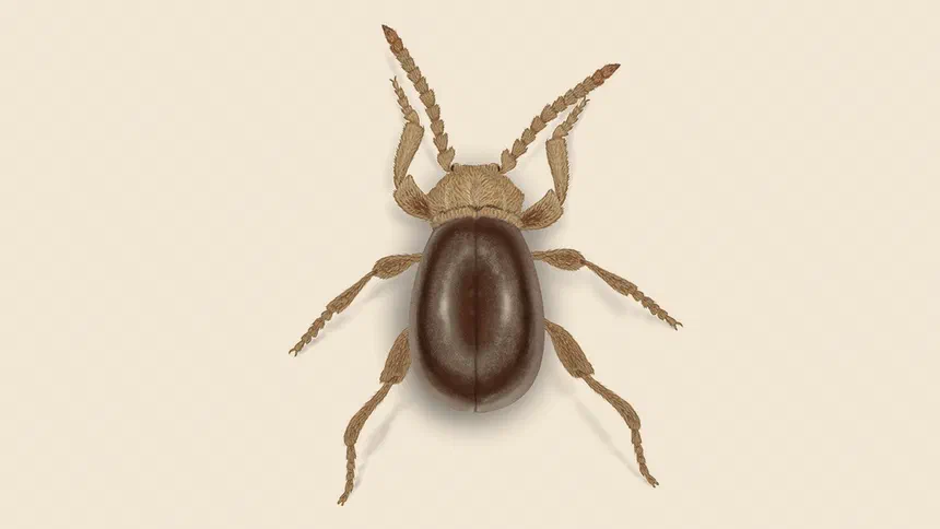 American Spider Beetle Facts & Information