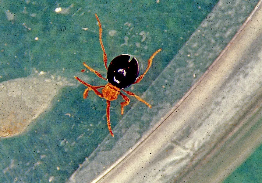 American Spider Beetle Facts & Information