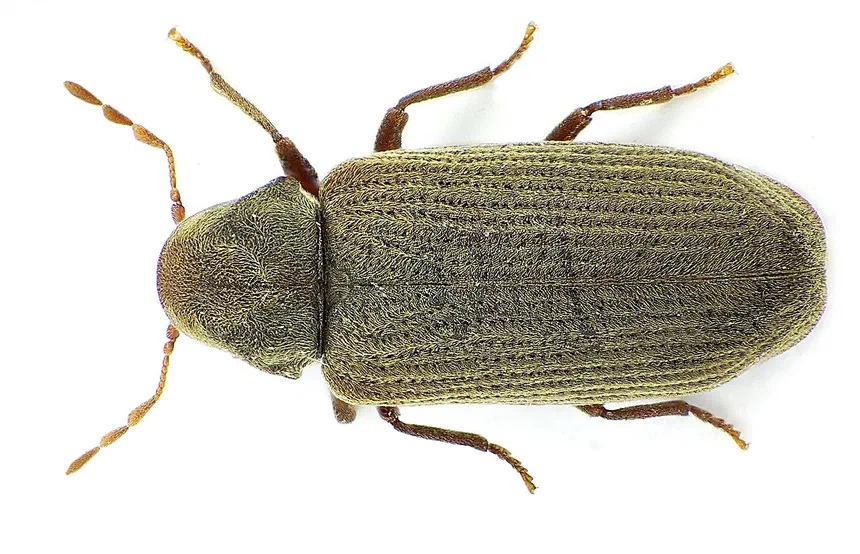 Anobiid Powderpost Beetle Facts & Information