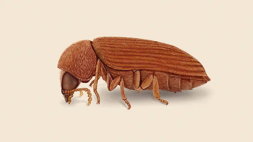 Anobiid Powderpost Beetle Facts & Information