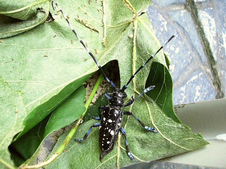 Asian Longhorned Beetle Facts & Information