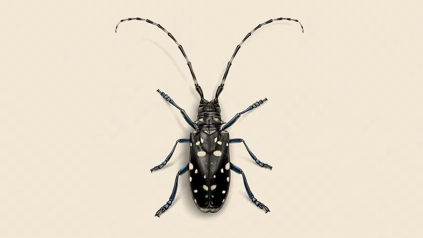Asian Longhorned Beetle Facts & Information