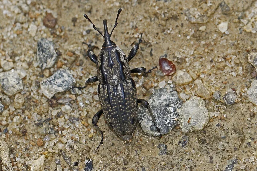 Billbug Facts & Information