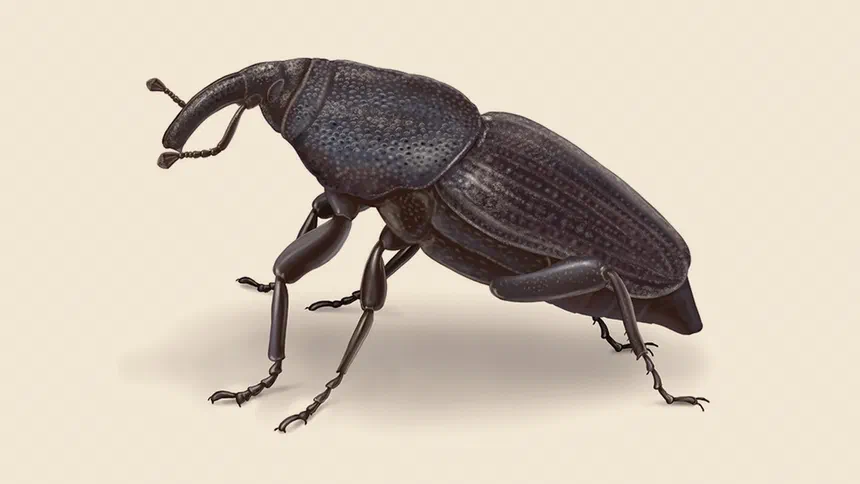 Billbug Facts & Information
