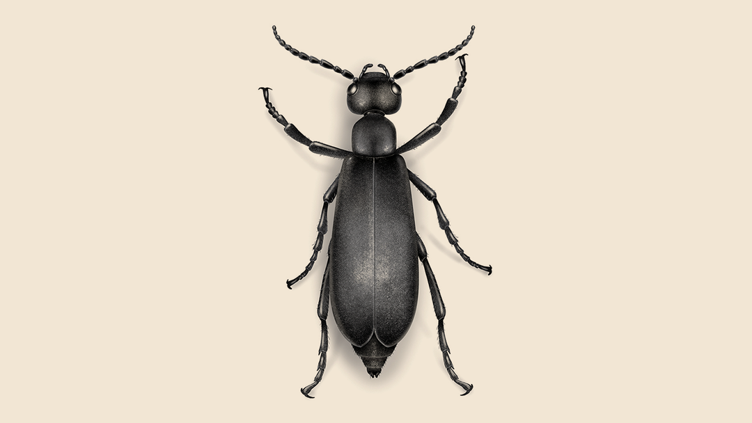 Blister Beetle Facts & Information