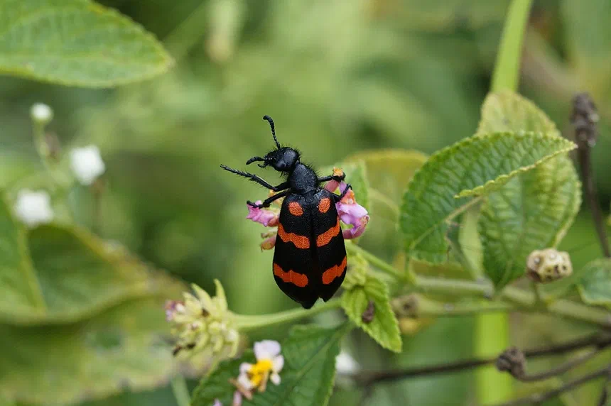 Blister Beetle Facts & Information