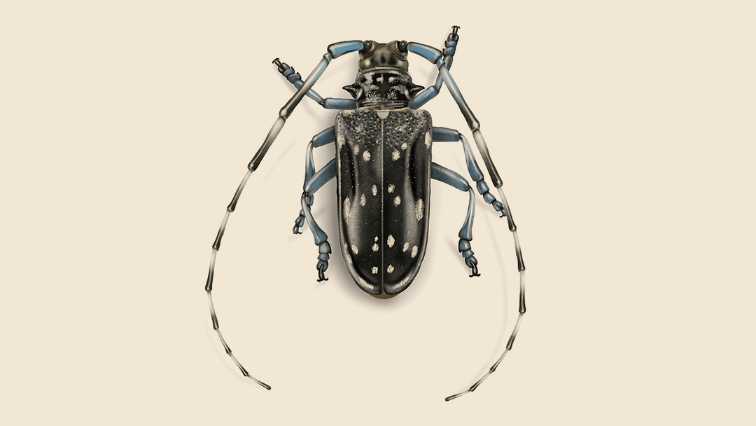 Citrus Longhorned Beetle Facts & Information