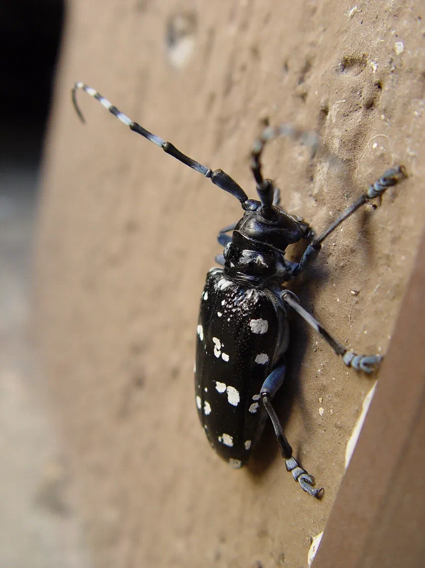 Citrus Longhorned Beetle Facts & Information