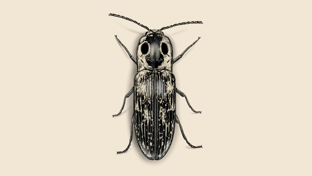 Click Beetles