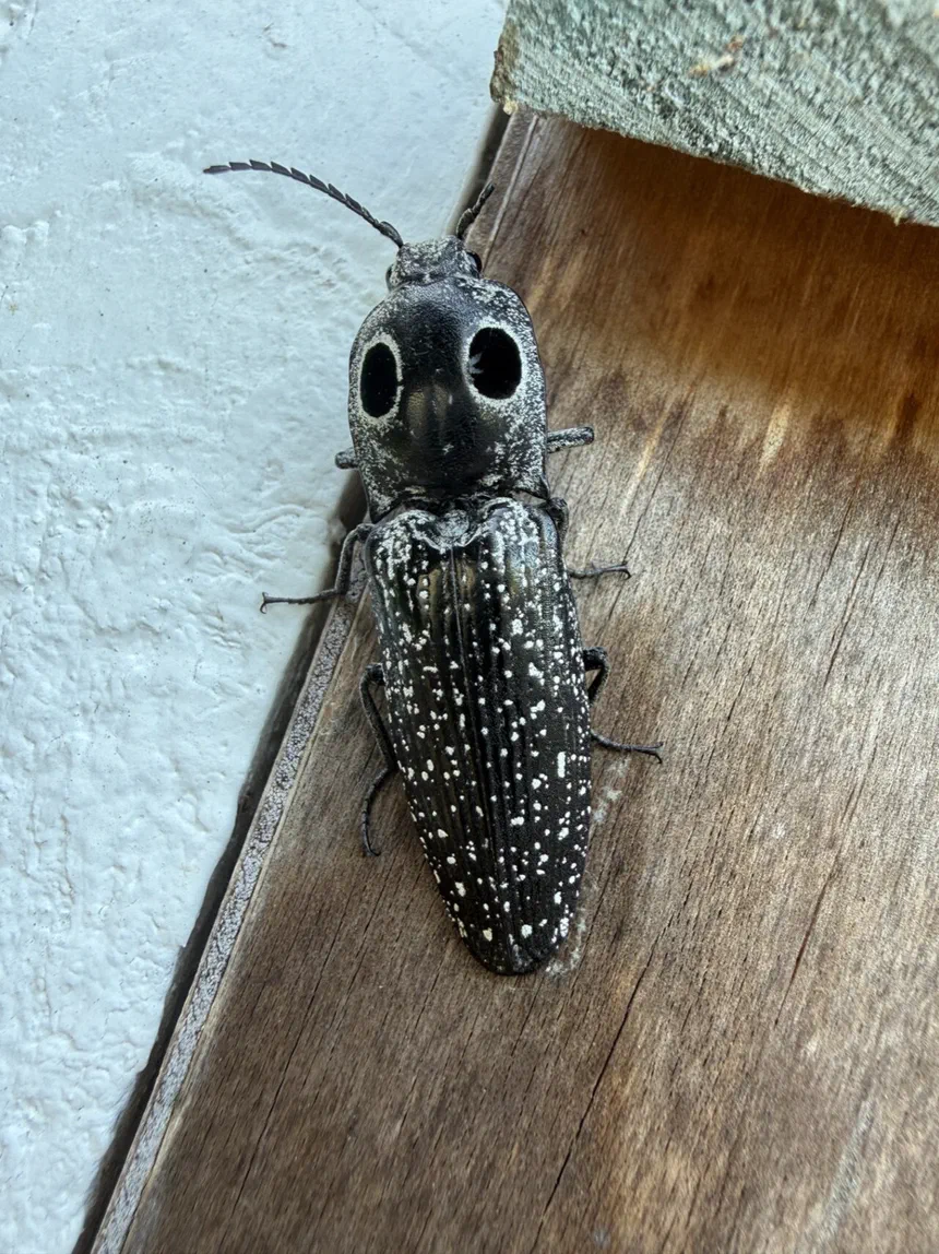 Click Beetles