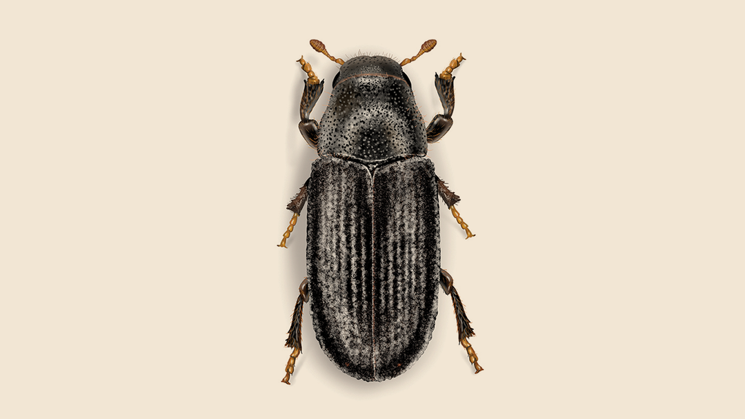 Common Pine Shoot Beetle Facts & Information