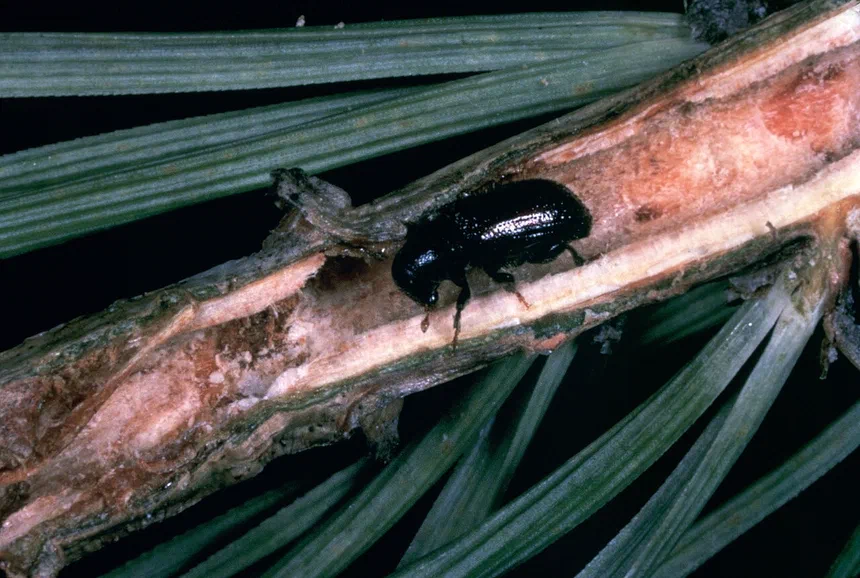 Common Pine Shoot Beetle Facts & Information