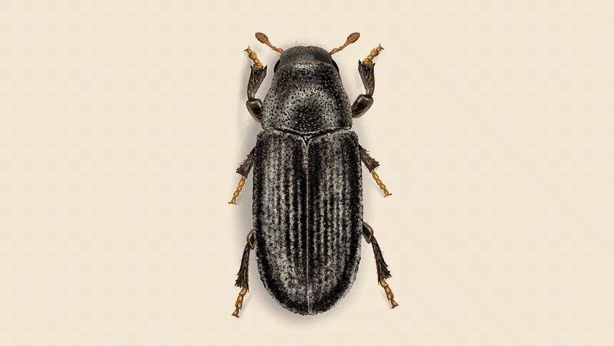 Common Pine Shoot Beetle Facts & Information