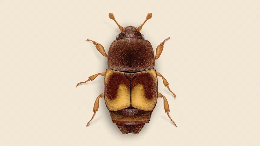 Dried Fruit Beetle Facts & Information