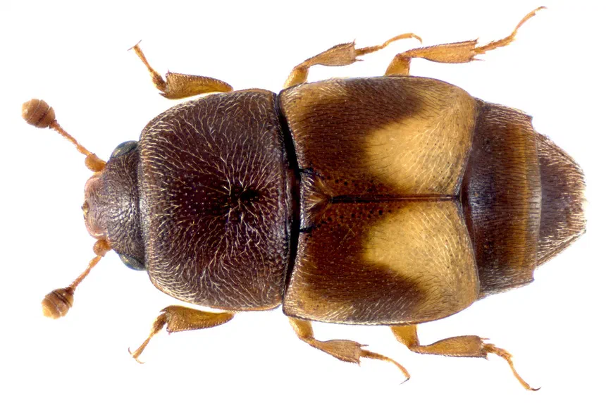Dried Fruit Beetle Facts & Information