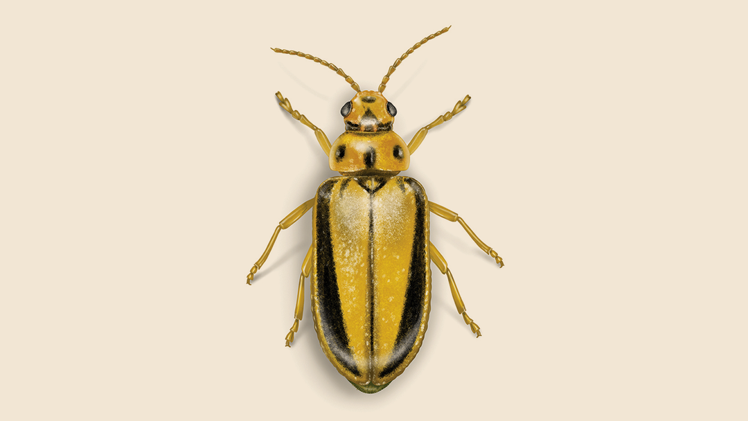 Elm Leaf Beetle Facts & Information