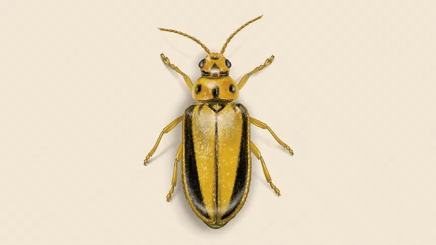 Elm Leaf Beetle Facts & Information