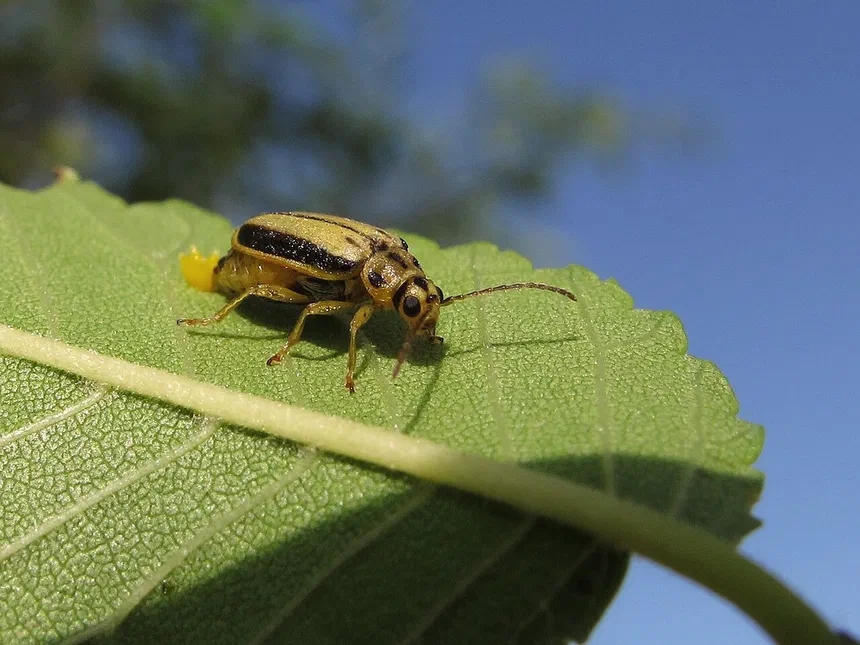 Elm Leaf Beetle Facts & Information