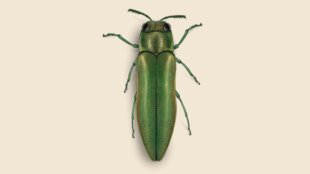Emerald Ash Borer Facts & Information