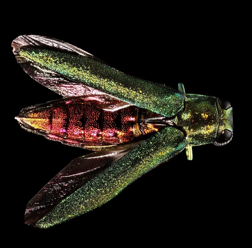 Emerald Ash Borer Facts & Information