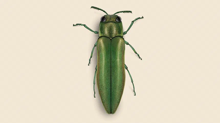 Emerald Ash Borer Facts & Information