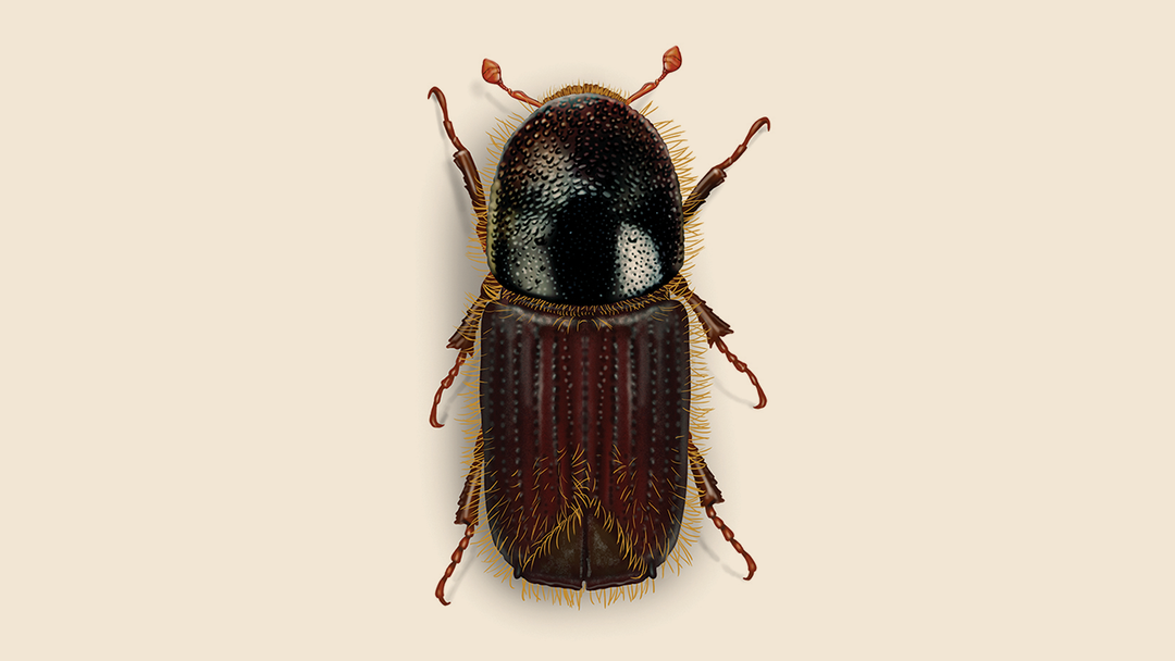 European Spruce Bark Beetle Facts & Information