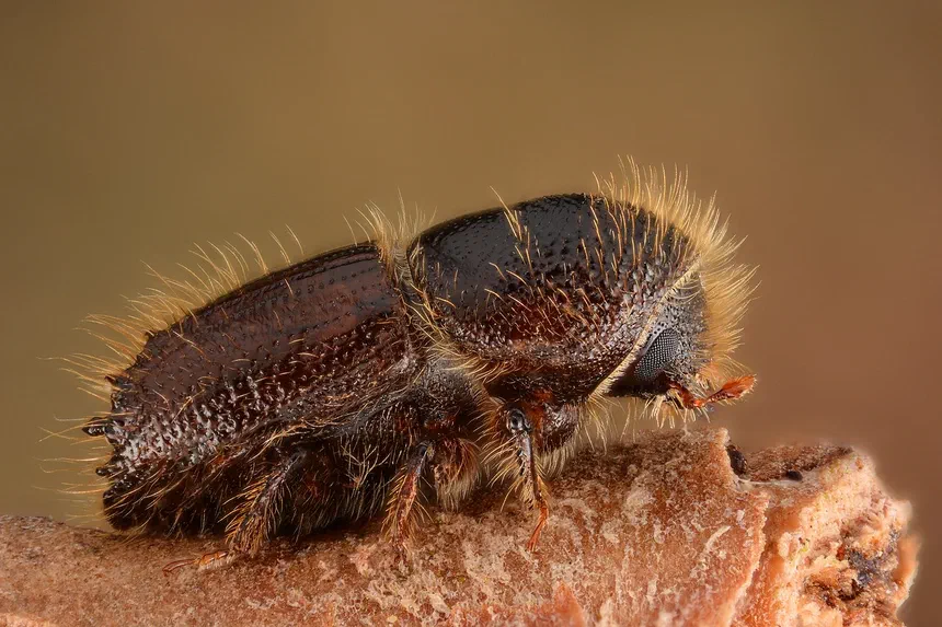 European Spruce Bark Beetle Facts & Information