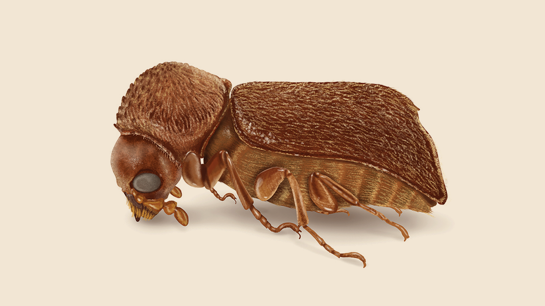 Bostrichid Powderpost Beetle Facts & Information