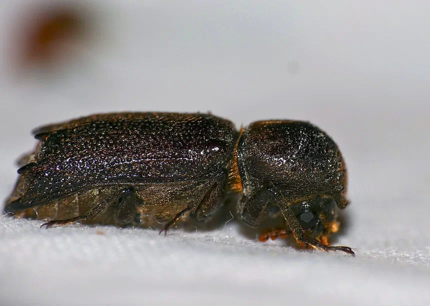 Bostrichid Powderpost Beetle Facts & Information