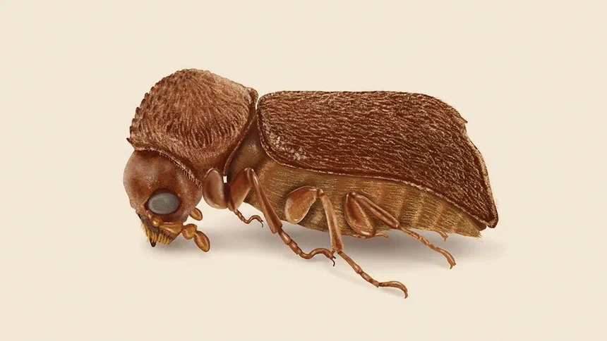 Bostrichid Powderpost Beetle Facts & Information