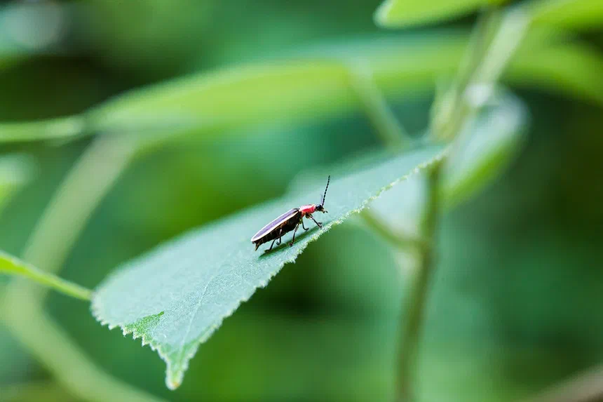 Firefly Facts & Information
