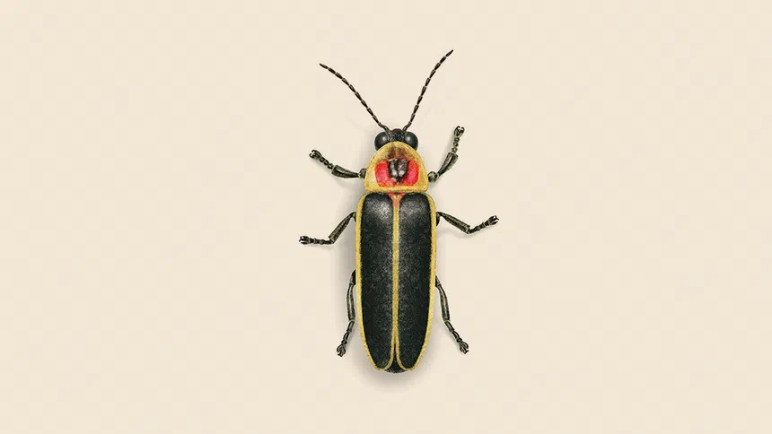 Firefly Facts & Information