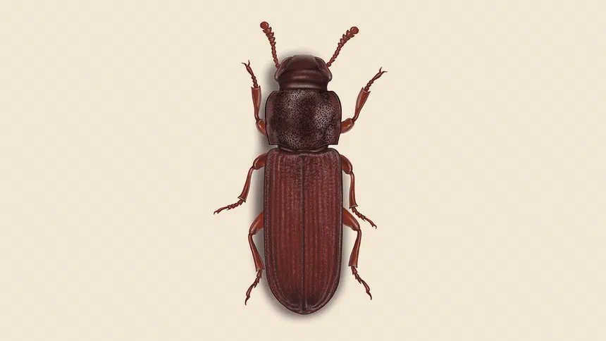 Flour Beetles