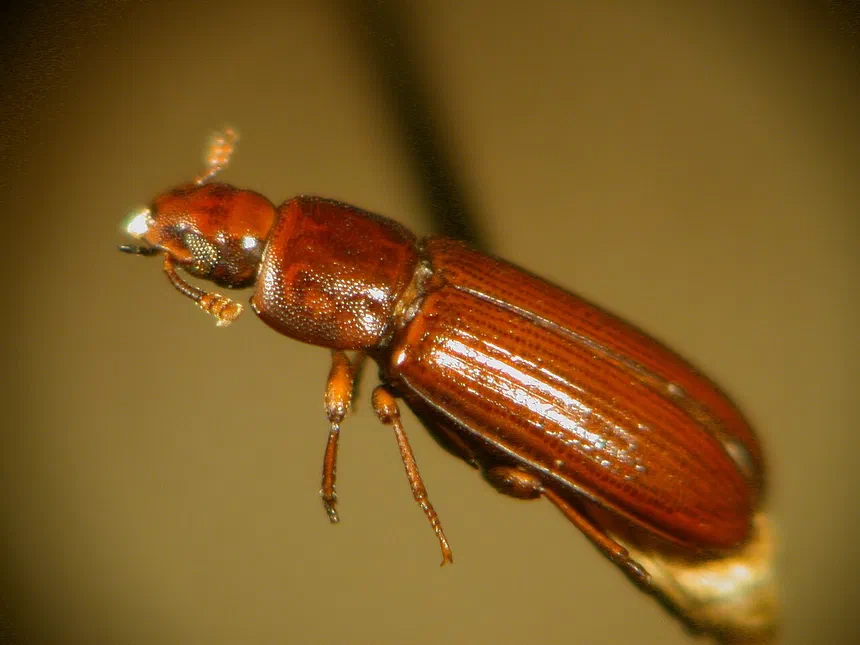 Flour Beetles