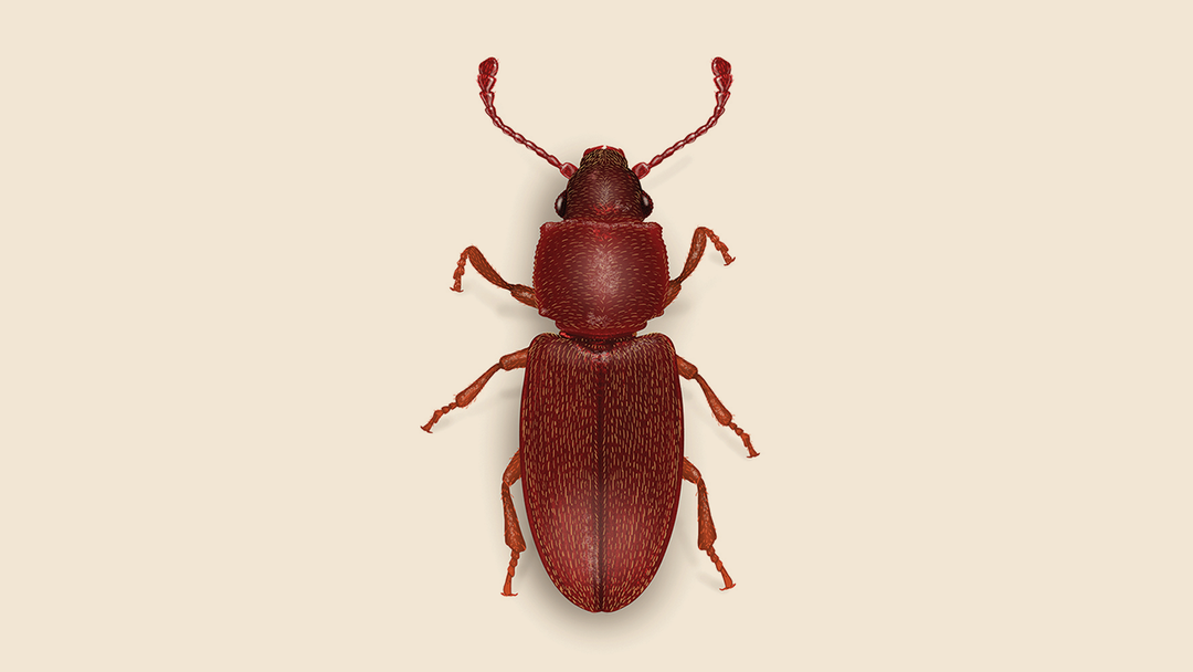 Foreign Grain Beetle Facts & Information