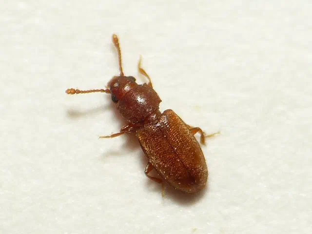 Foreign Grain Beetle Facts & Information