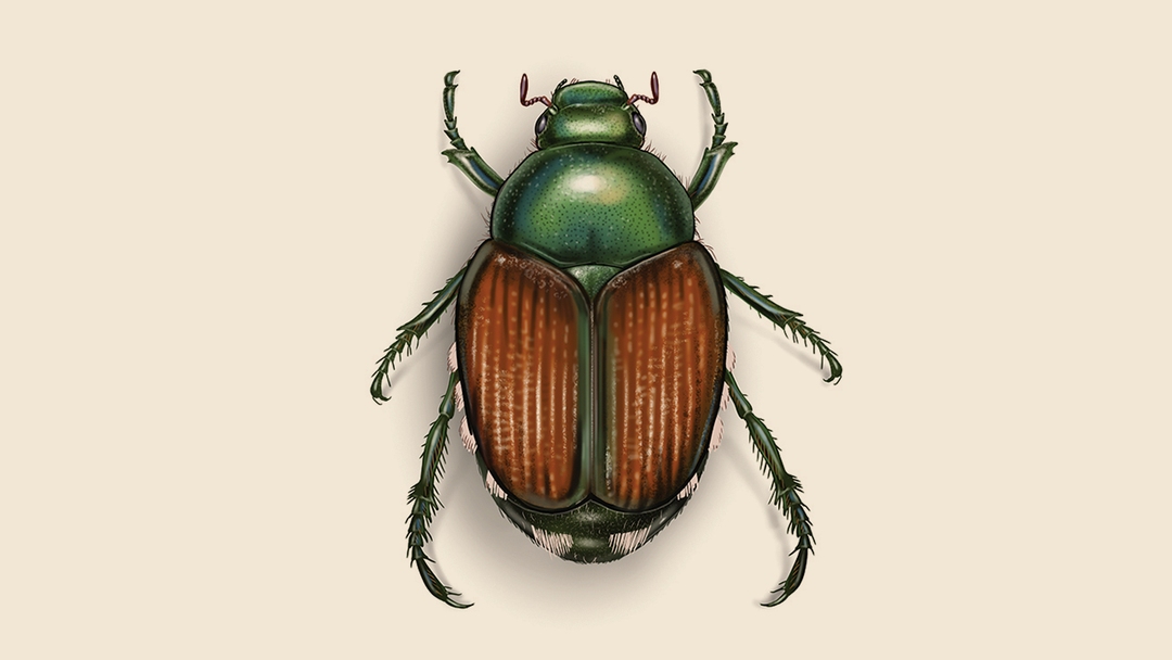 Japanese Beetle Facts & Information